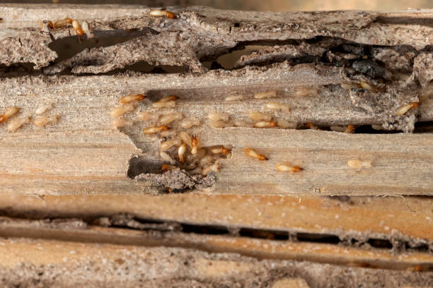 Trusted Elburn, IL Pest Control Experts