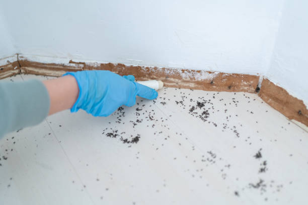 Best Ant Control Services  in Elburn, IL